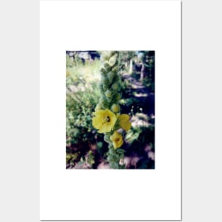 mullein Posters and Art